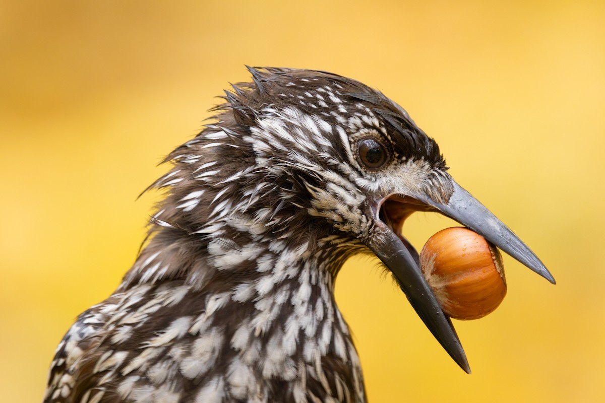 Northern Nutcracker - ML645556336