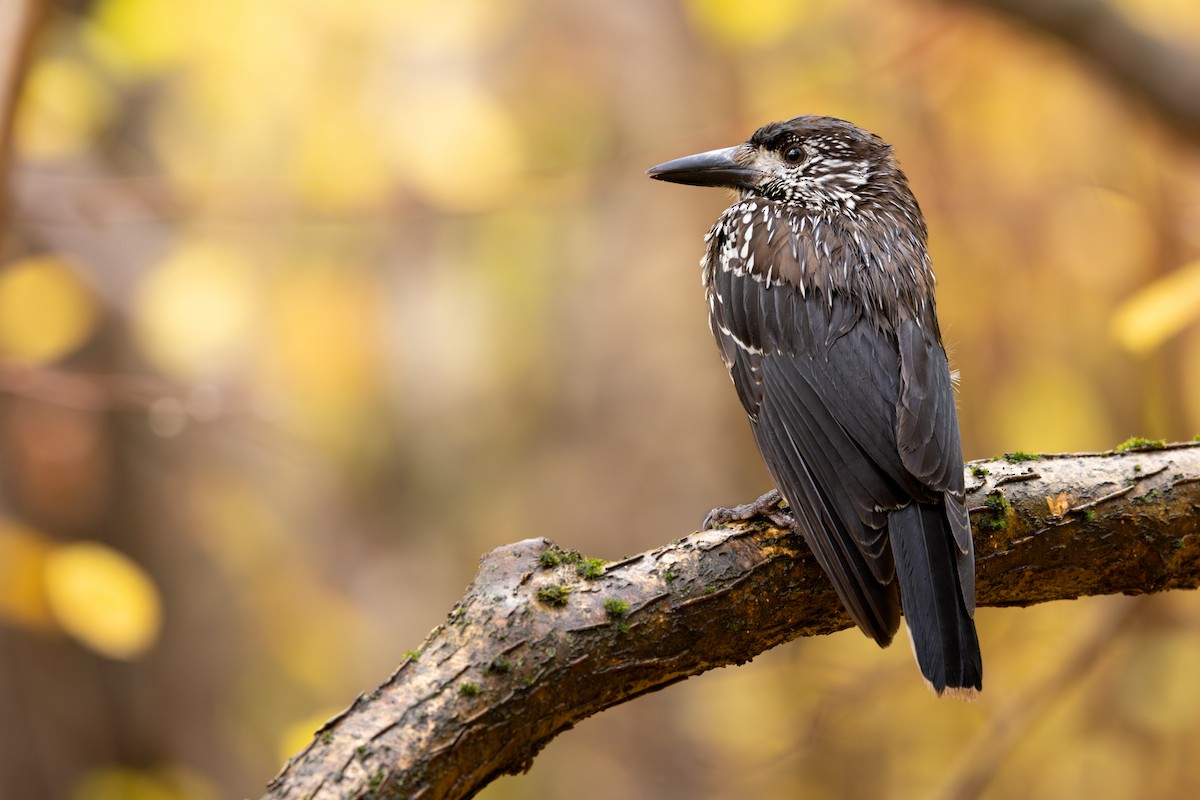 Northern Nutcracker - ML645556338