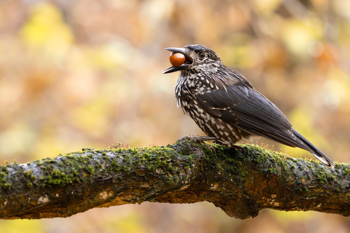 Northern Nutcracker - ML645556339