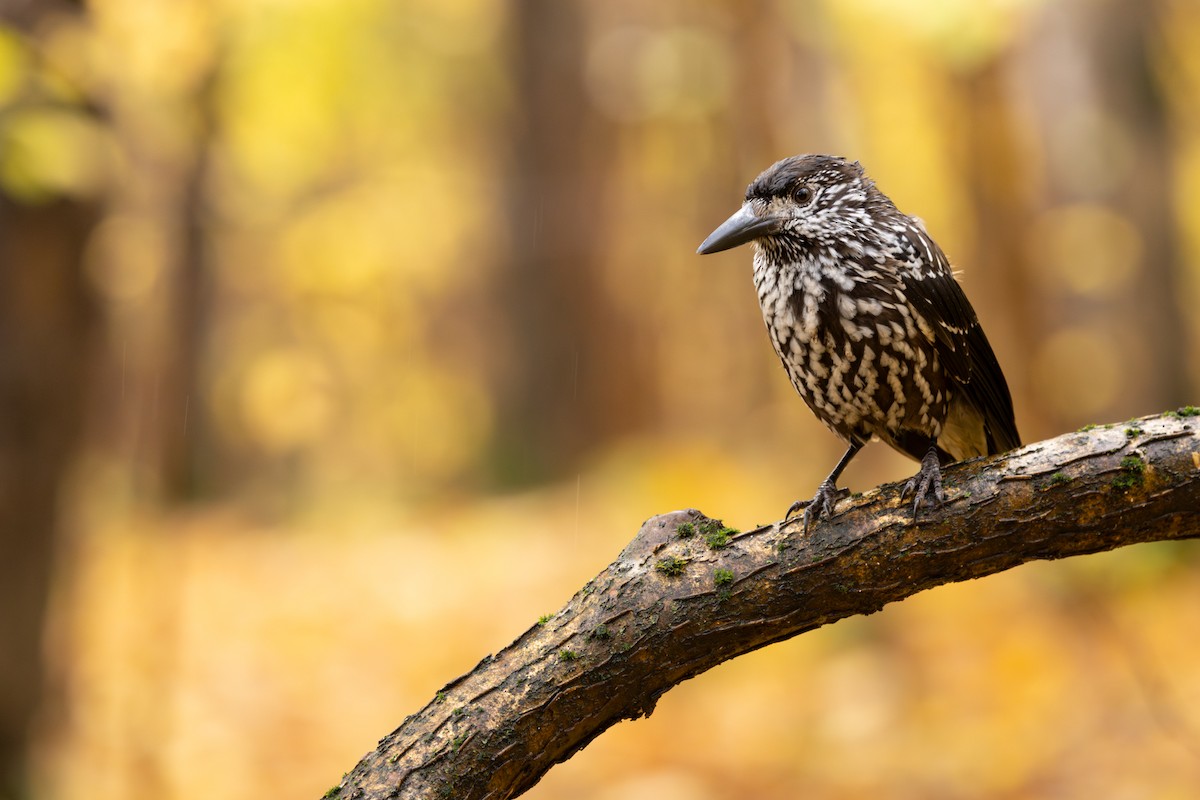 Northern Nutcracker - ML645556340