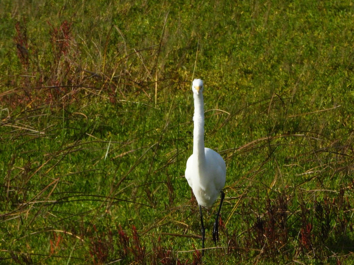 Great Egret (American) - ML645556341