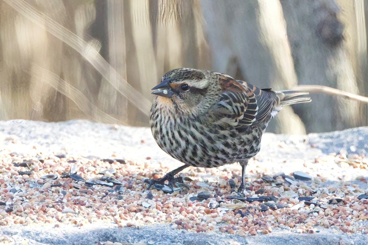 Al Kanatlı Karatavuk - ML645556348