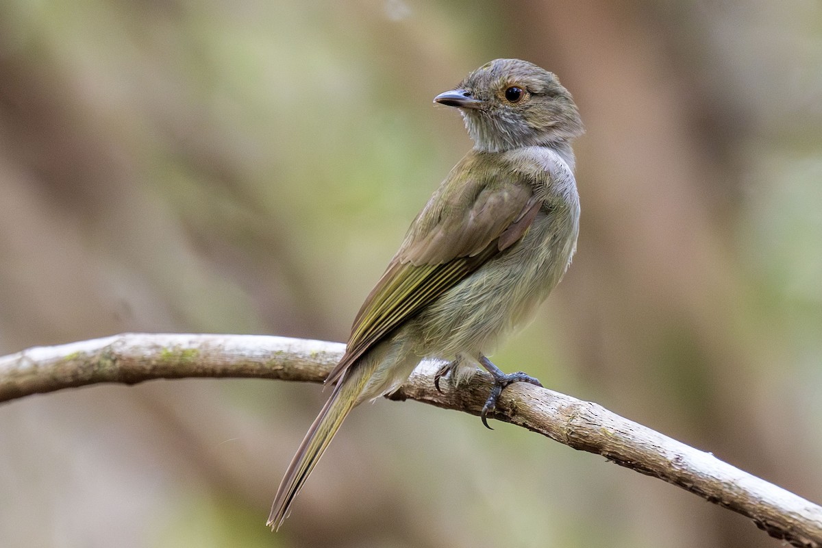 Pale-bellied Tyrant-Manakin - ML645556349