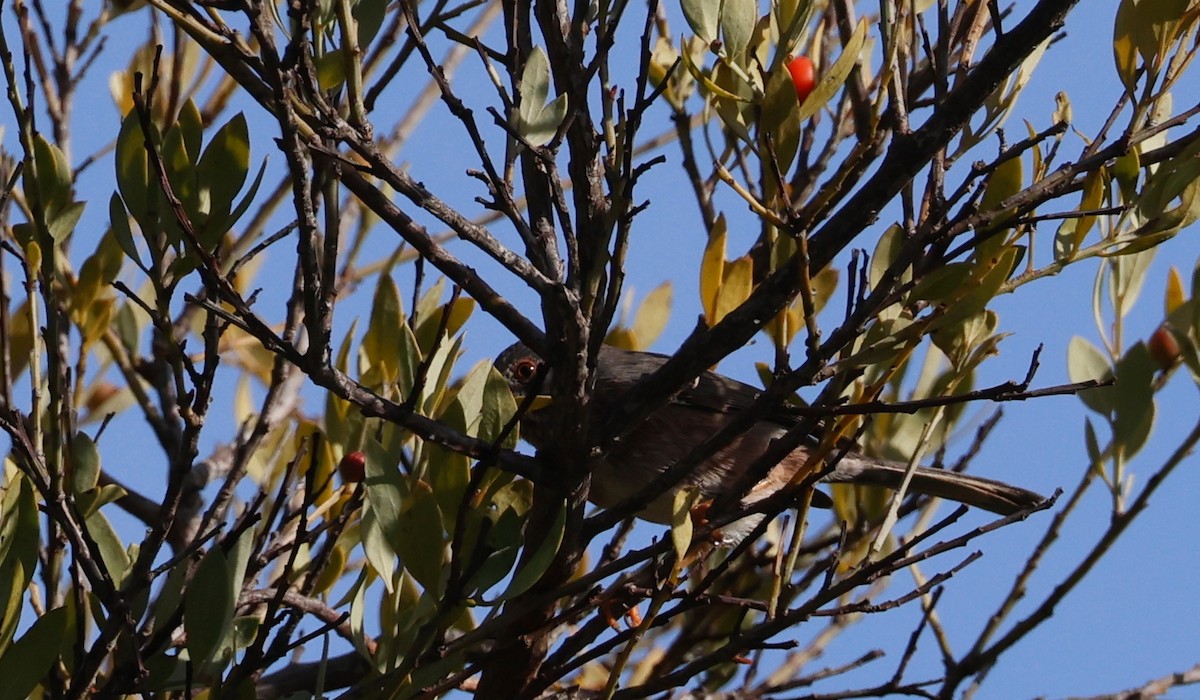 Кропив'янка прованська - ML645556350