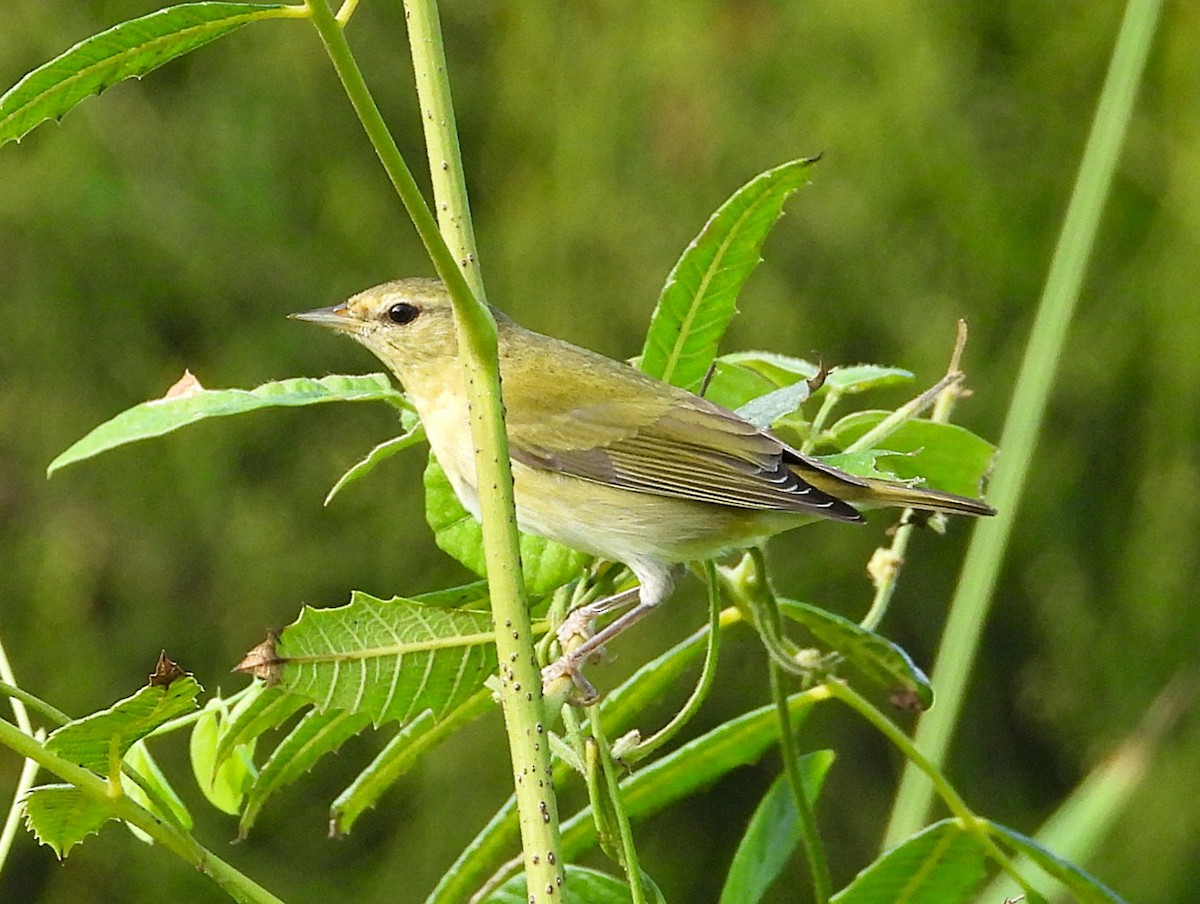 Червоїд світлобровий - ML645556357