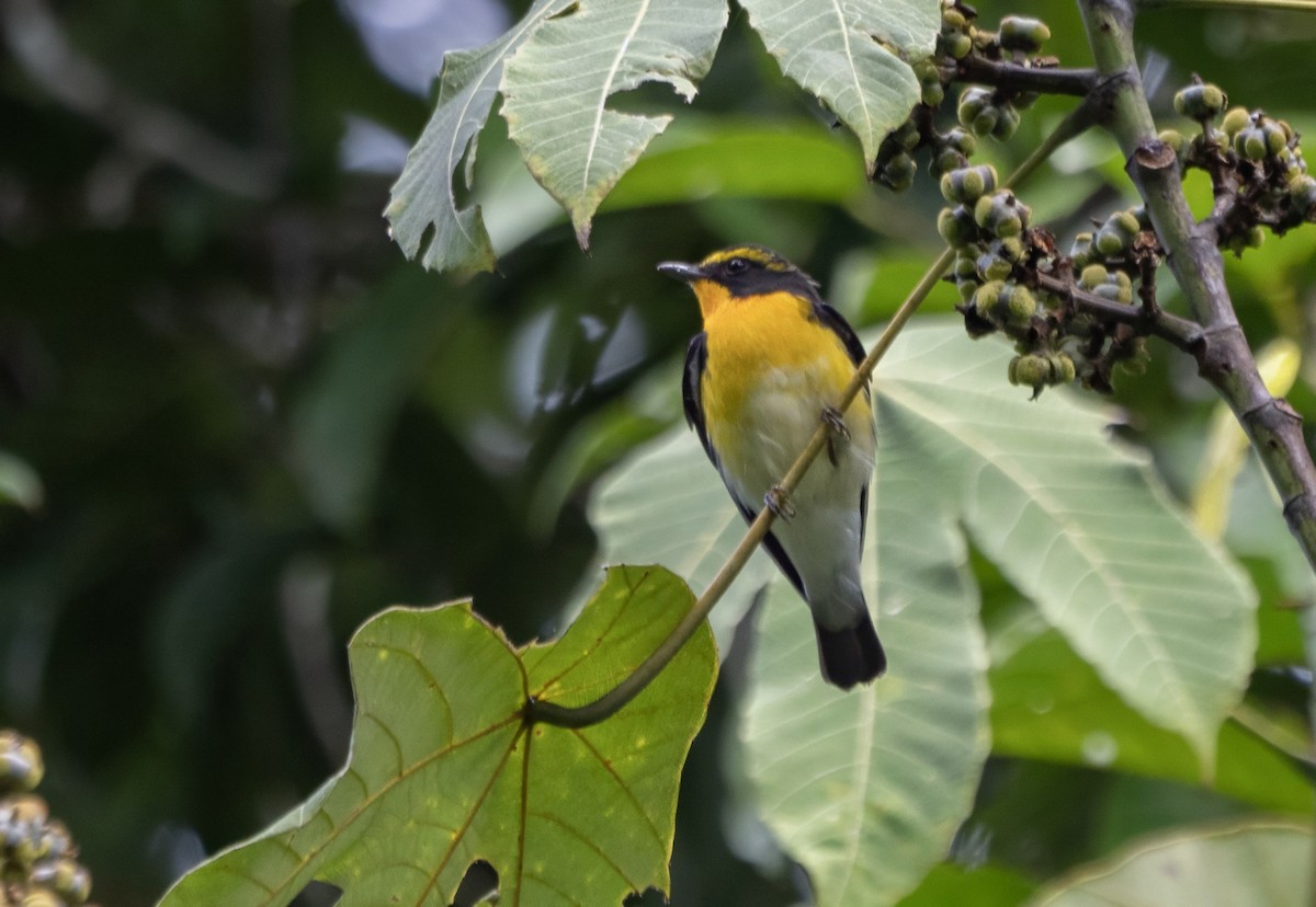 Narzissenschnäpper - ML645556365