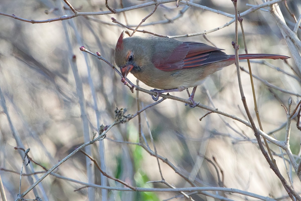 Kırmızı Kardinal - ML645556368