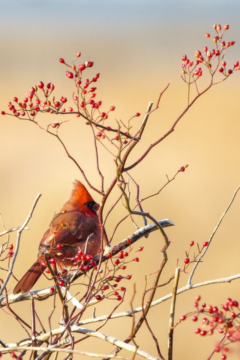 Kırmızı Kardinal - ML645556369