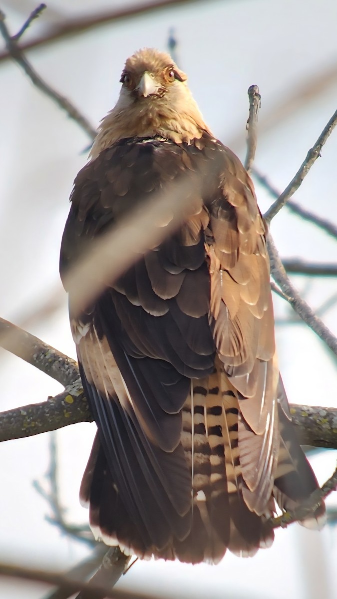 Yellow-headed Caracara - ML645556375