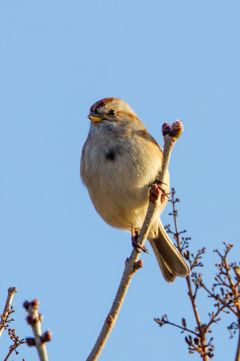 Hudson Körfezi Serçesi - ML645556383