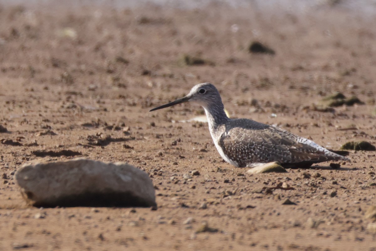 Greater Yellowlegs - ML645556387