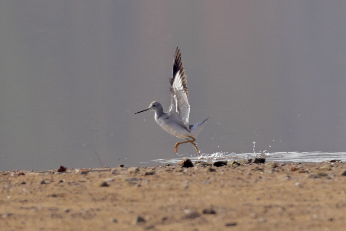 Greater Yellowlegs - ML645556389