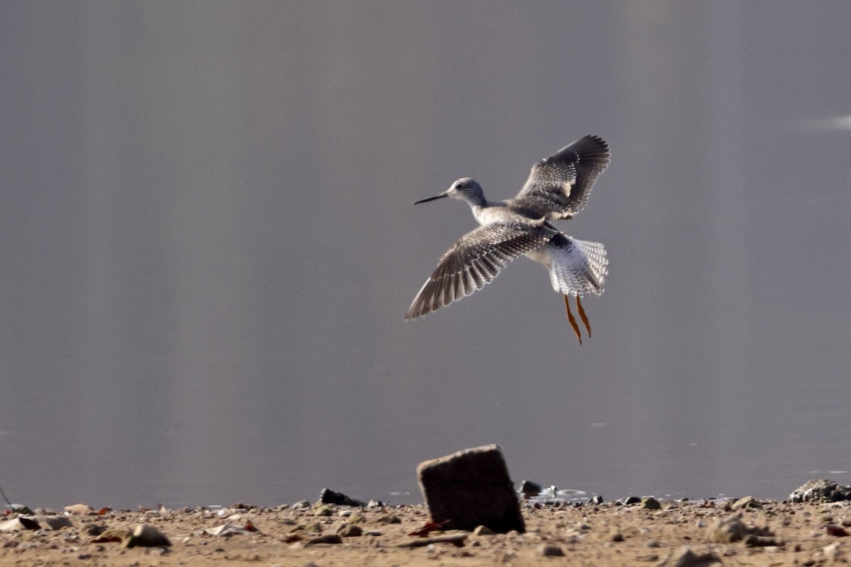 Greater Yellowlegs - ML645556390