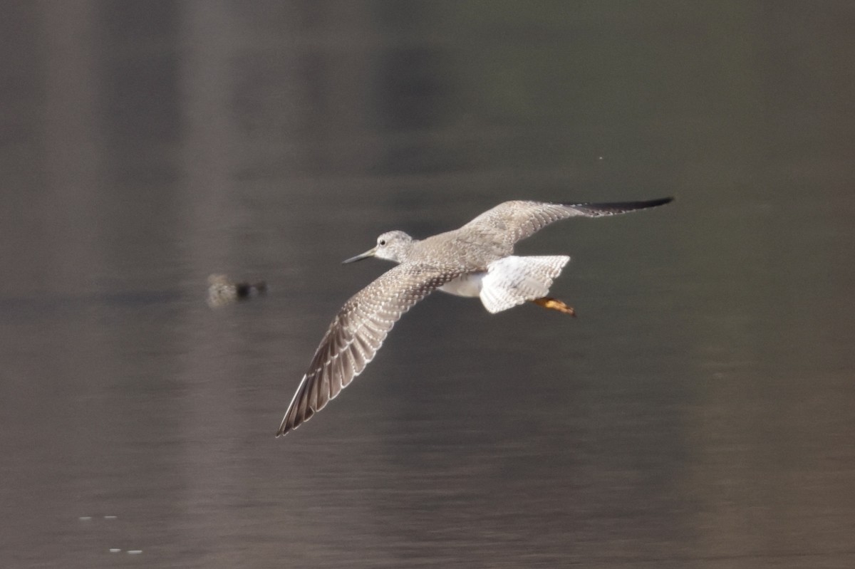 Greater Yellowlegs - ML645556392