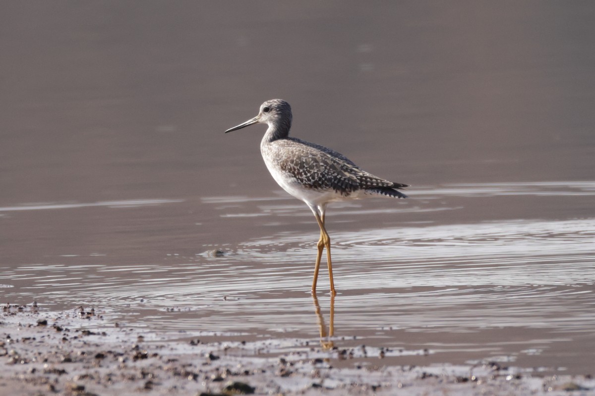 Greater Yellowlegs - ML645556394