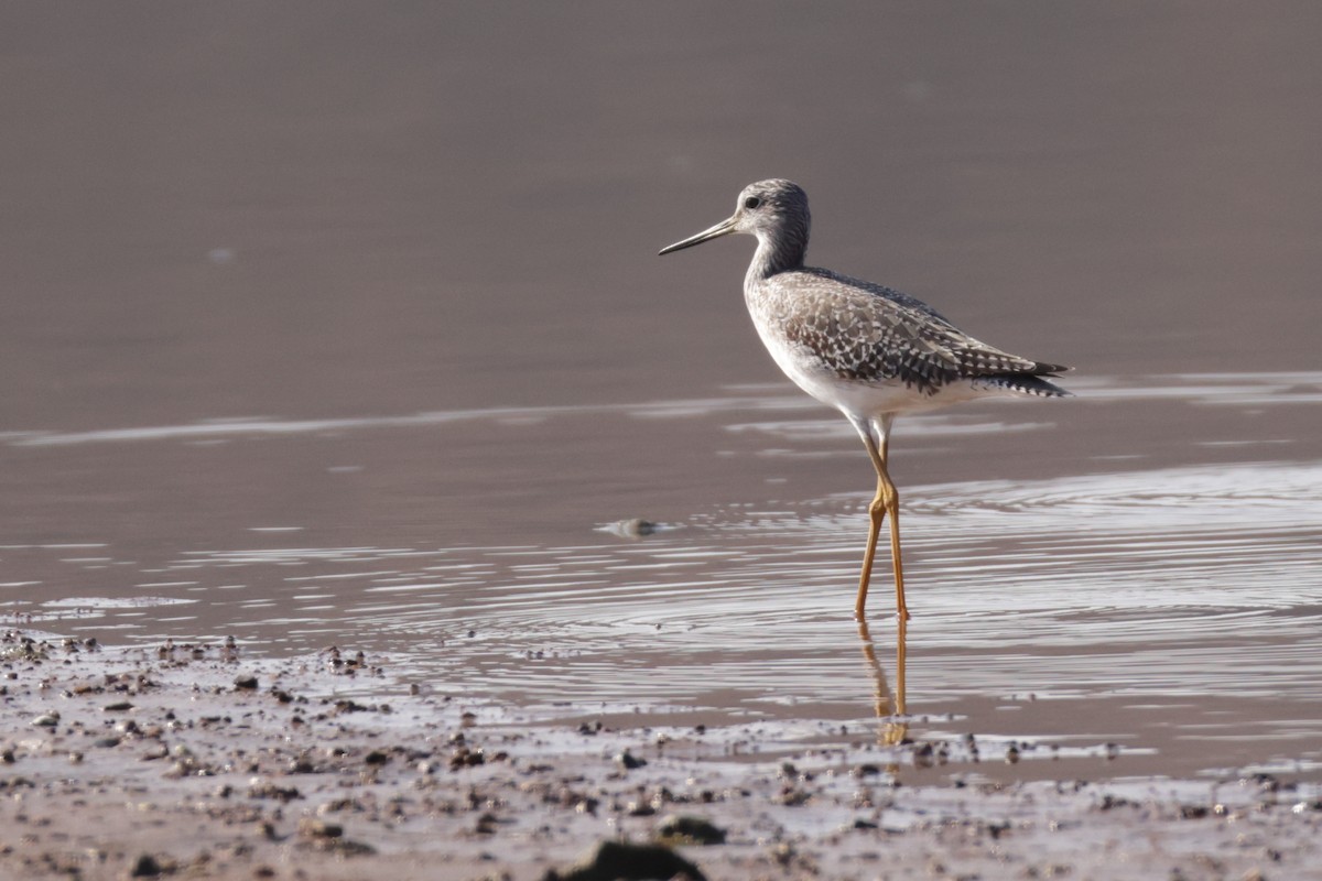 Greater Yellowlegs - ML645556395