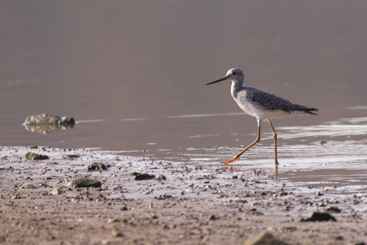 Greater Yellowlegs - ML645556397