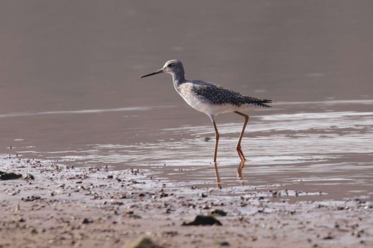 Greater Yellowlegs - ML645556398