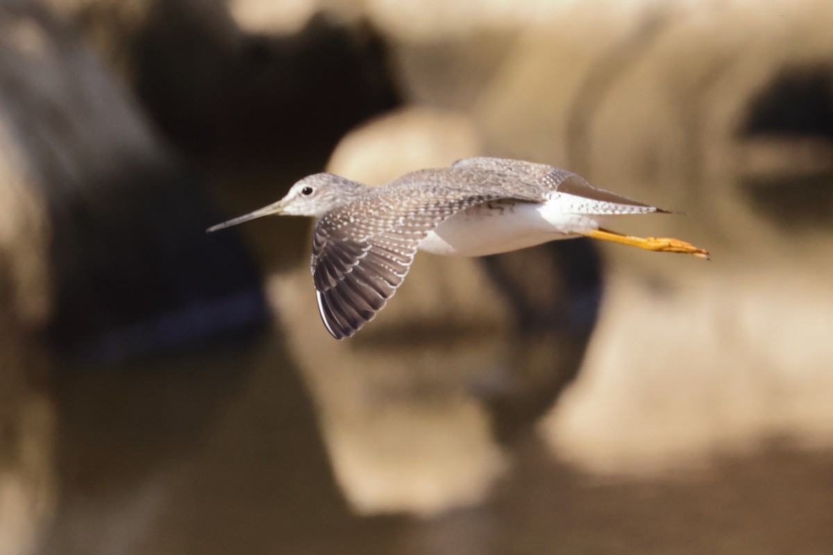 Greater Yellowlegs - ML645556399