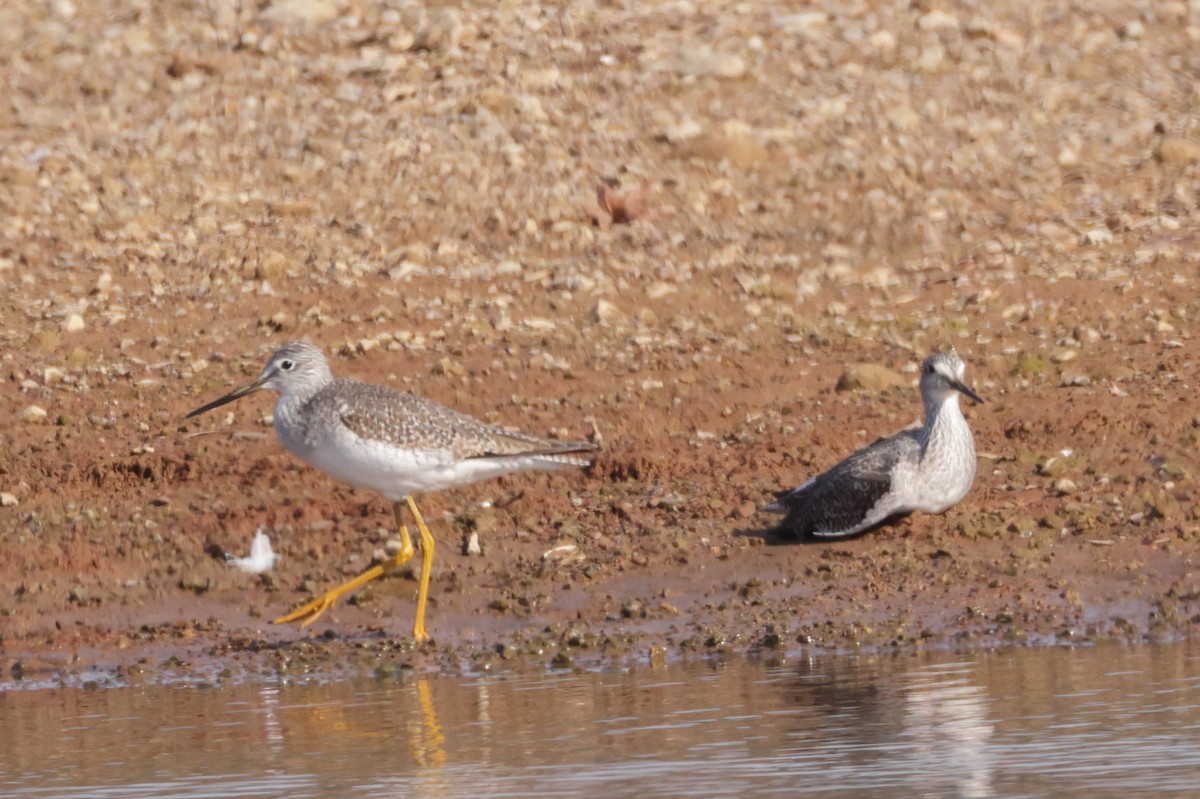Greater Yellowlegs - ML645556400