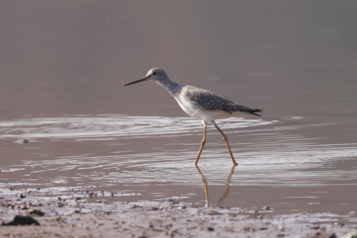 Greater Yellowlegs - ML645556401