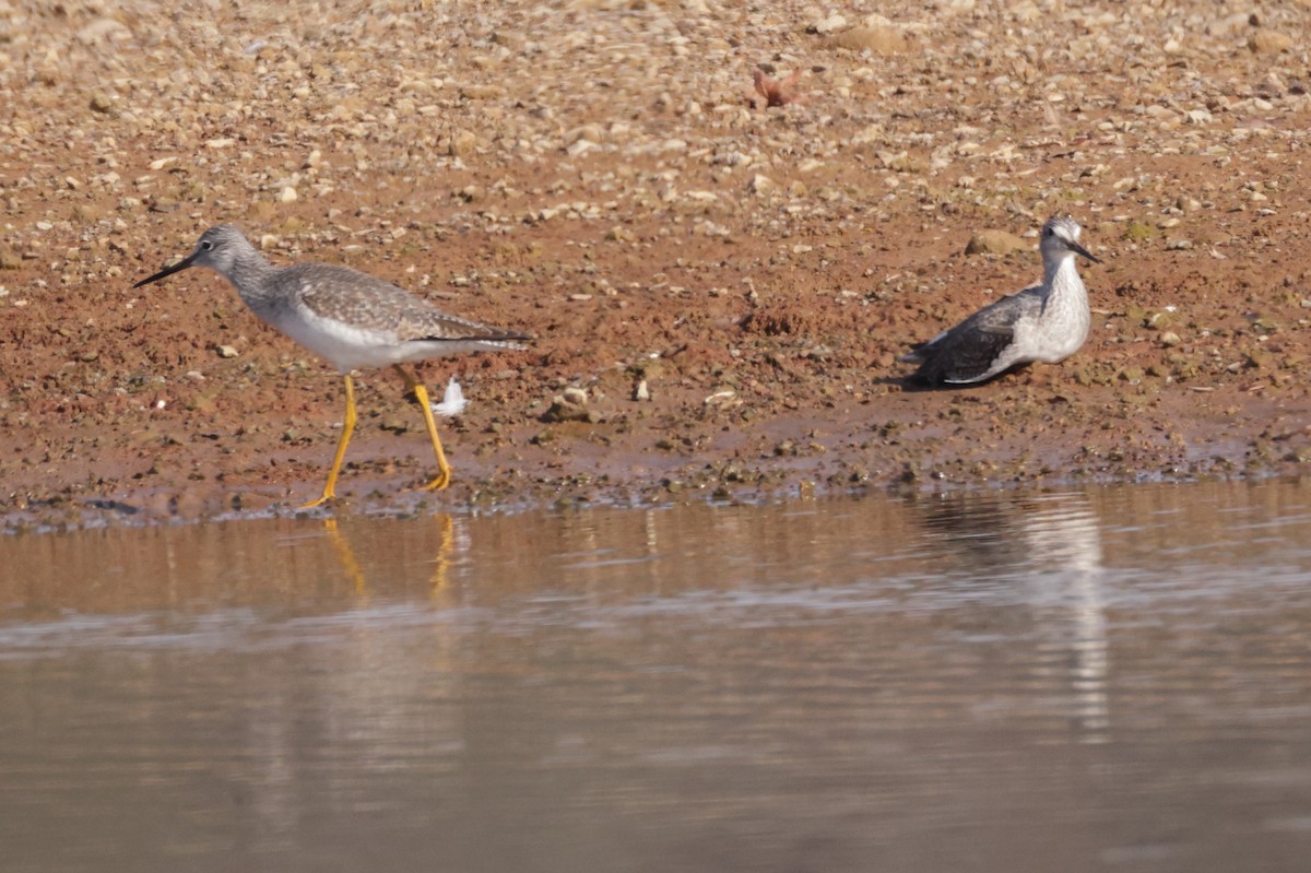 Greater Yellowlegs - ML645556403