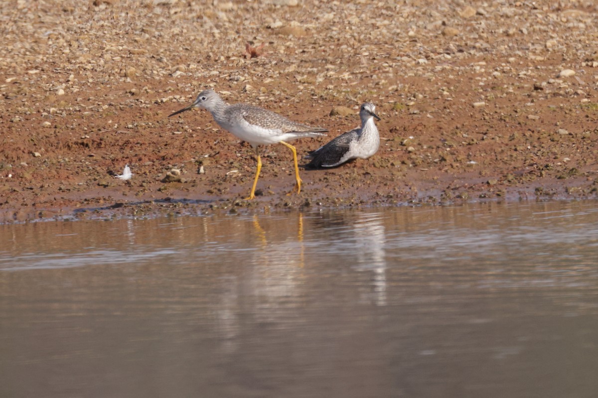 Greater Yellowlegs - ML645556404