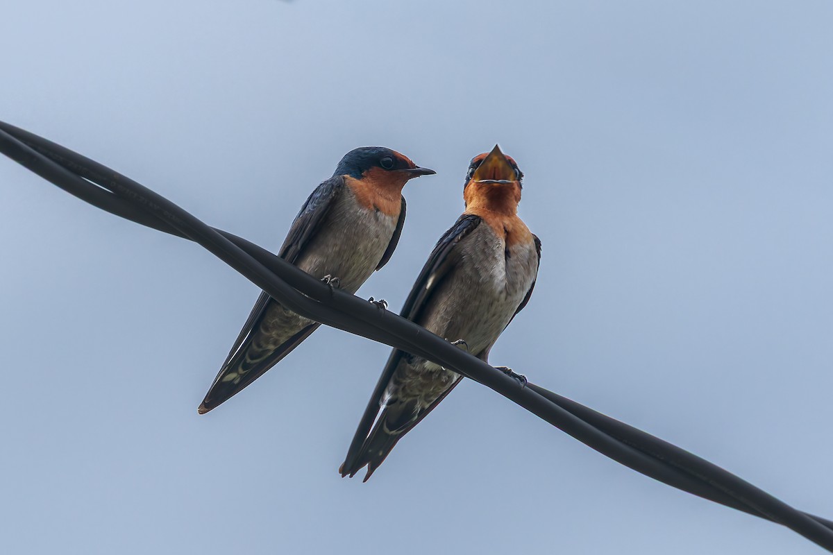 Pacific Swallow - ML645556423