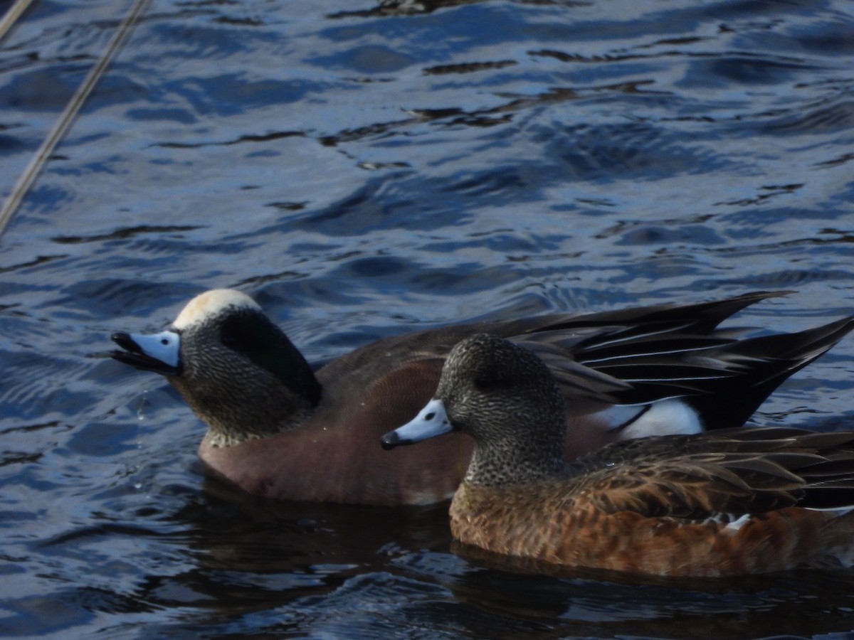 American Wigeon - ML645556424