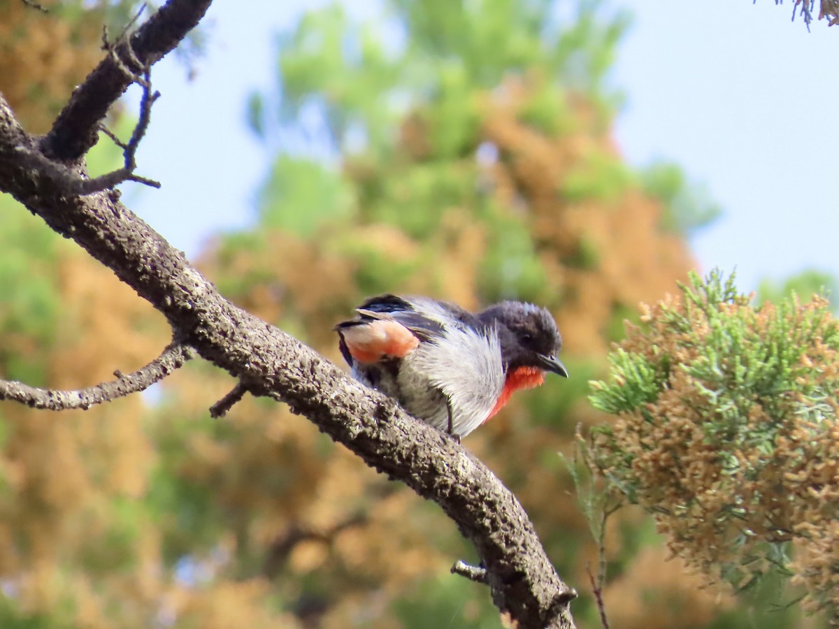 Mistletoebird - ML645556426