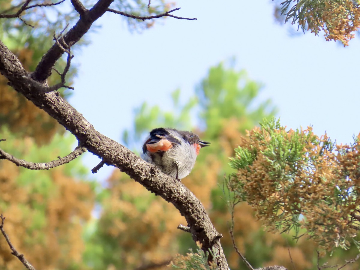 Mistletoebird - ML645556427