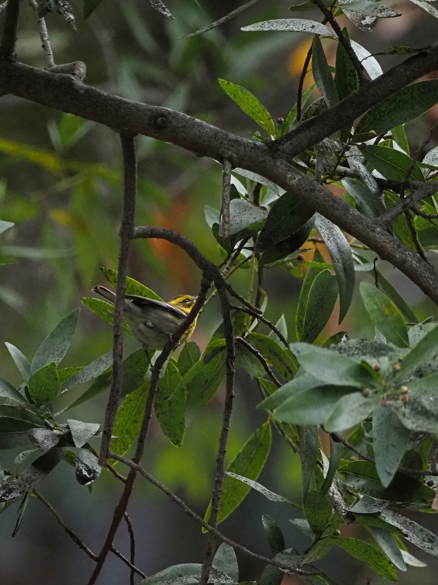 Townsend's Warbler - ML645556431