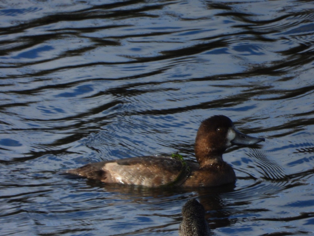 Rock Pigeon (Feral Pigeon) - ML645556440