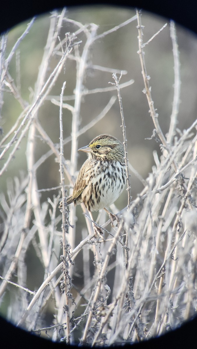 Savannah Sparrow - ML645556442