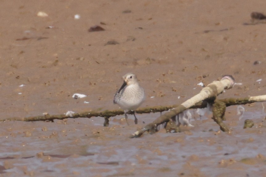 Dunlin - ML645556443