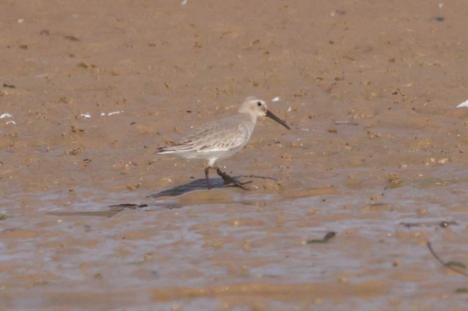 Dunlin - ML645556444