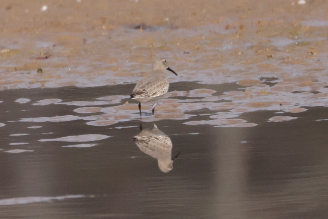 Dunlin - ML645556447