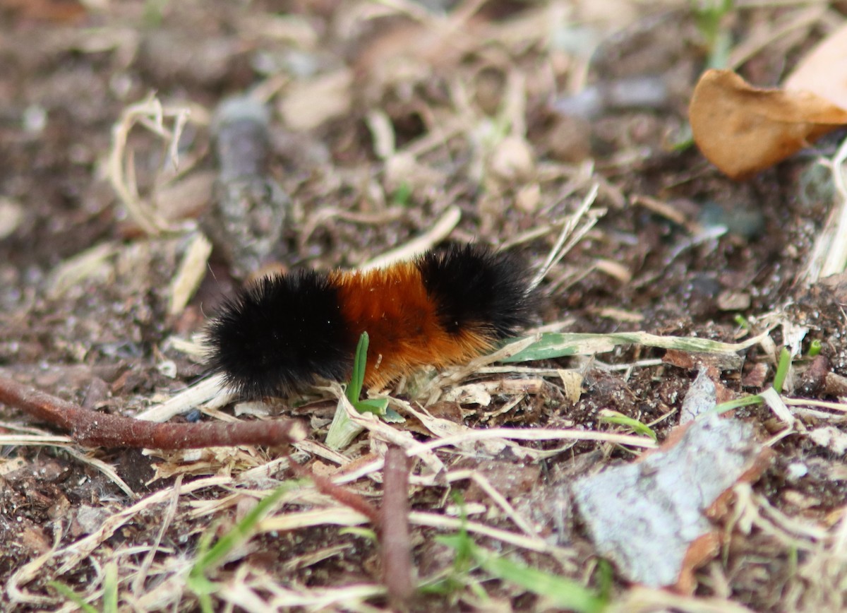 Animals - ML645556448