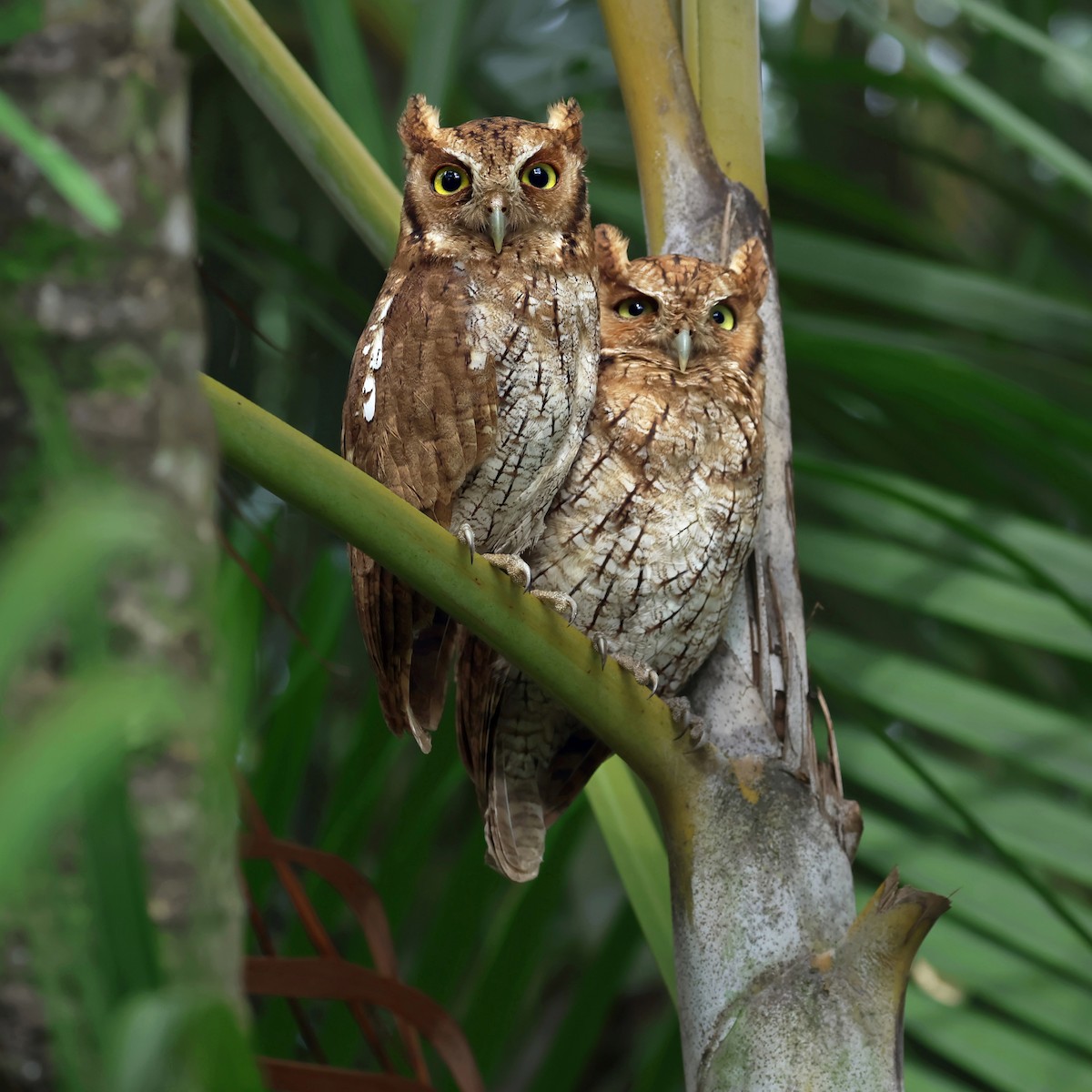 Tropical Screech-Owl - ML645556449