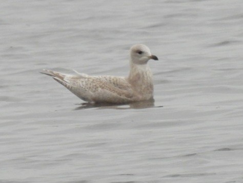 アイスランドカモメ - ML645556451