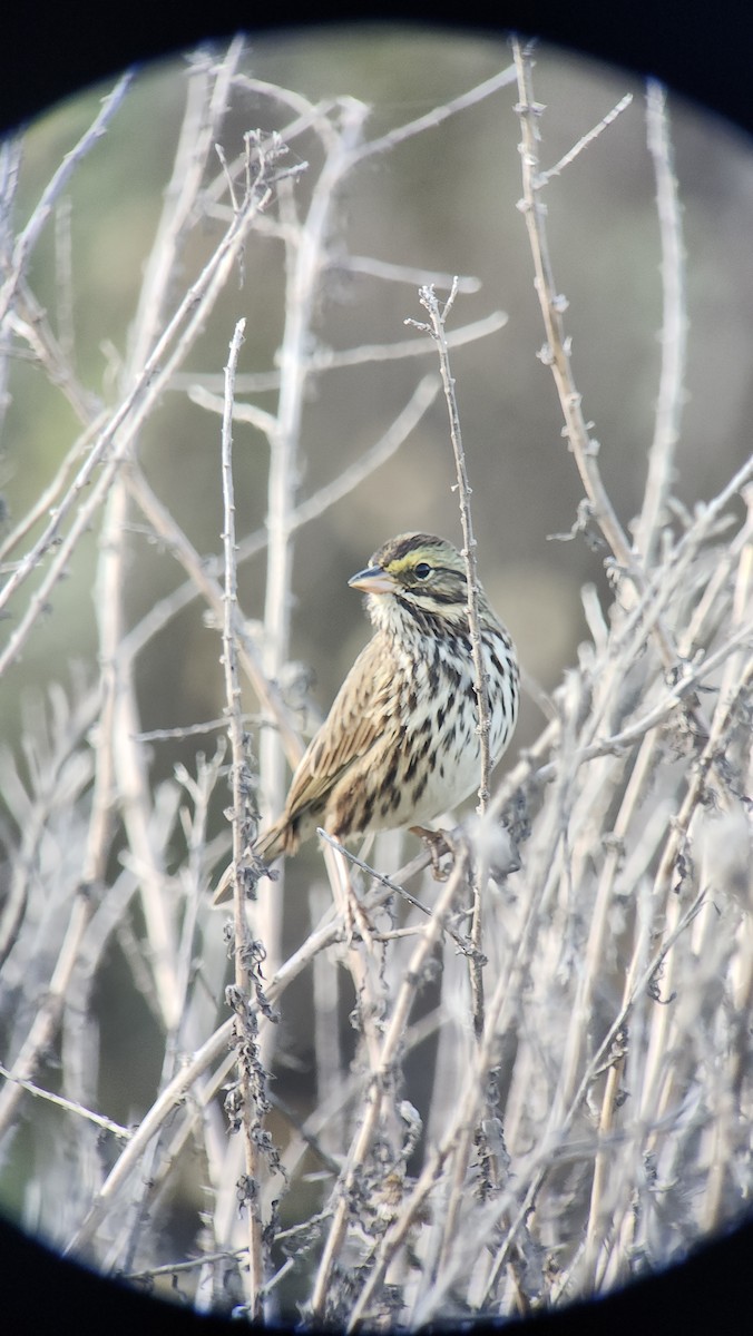 Savannah Sparrow - ML645556453