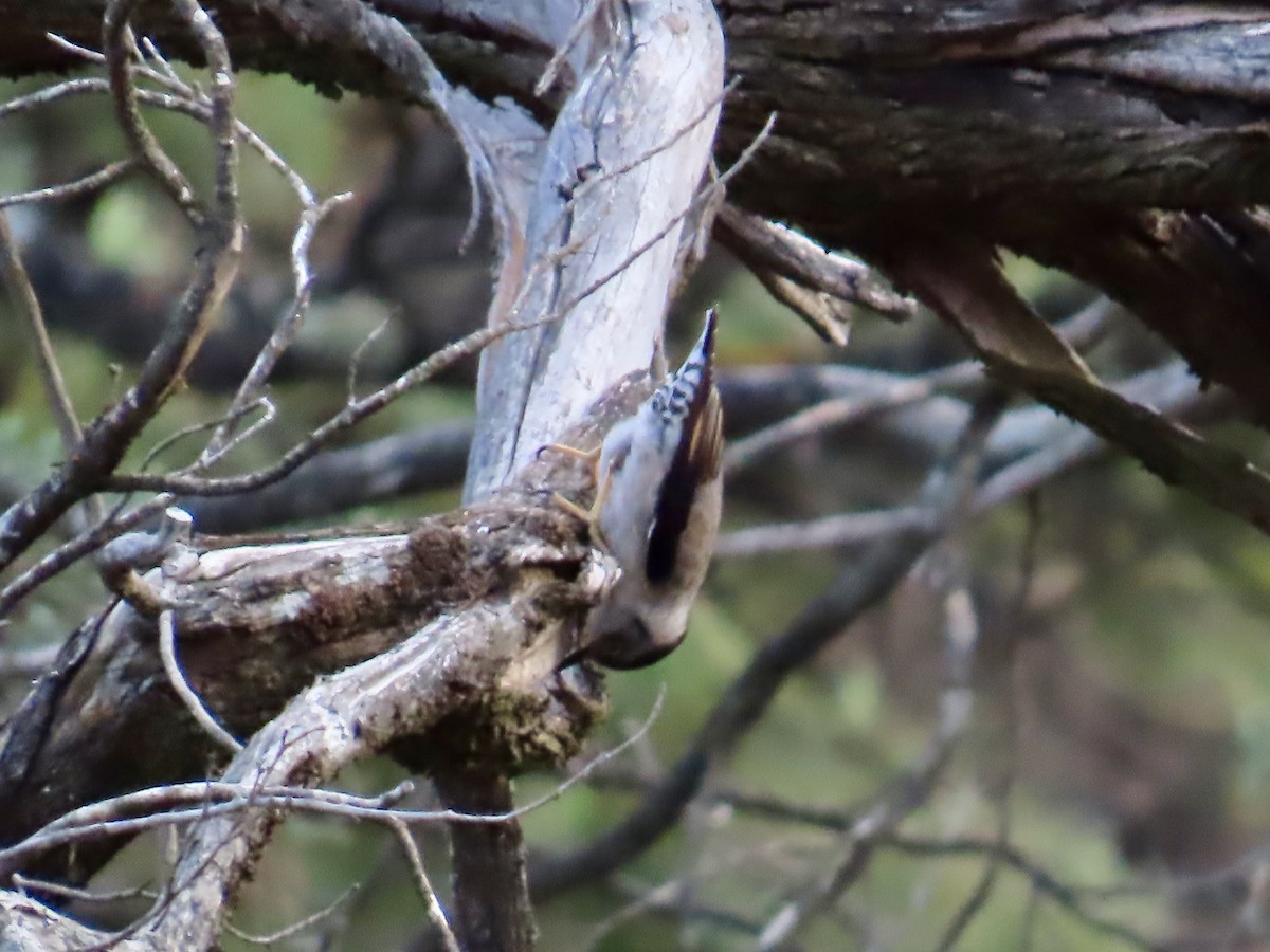 Varied Sittella - ML645556454