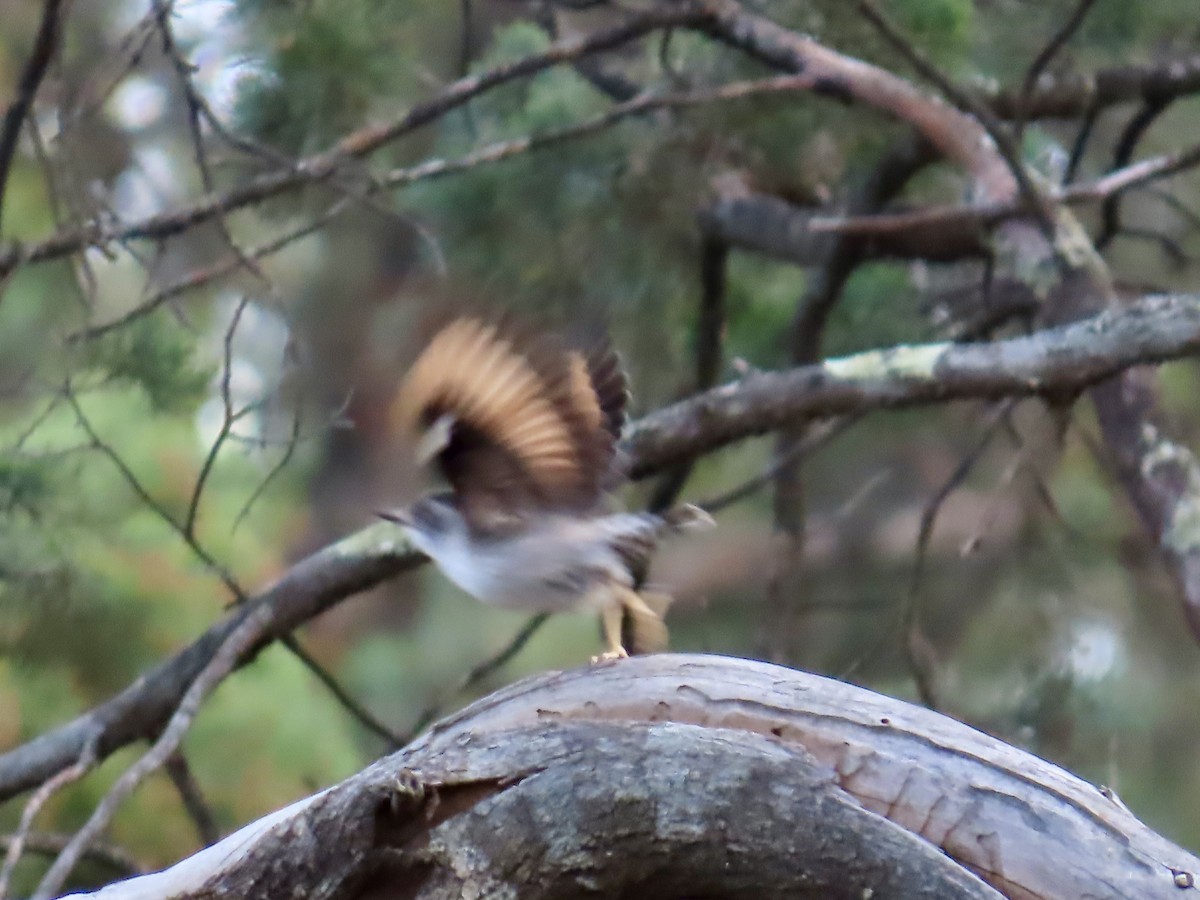 Varied Sittella - ML645556455