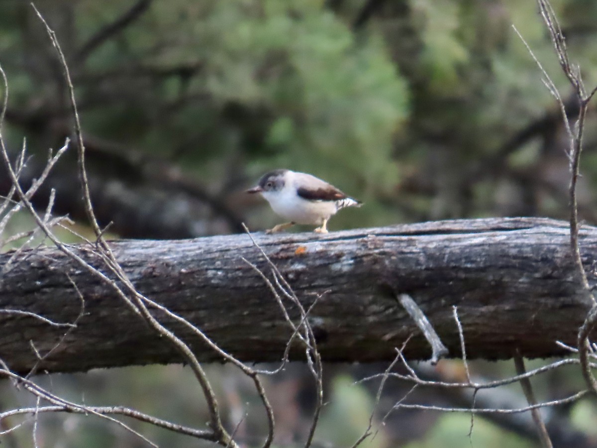Varied Sittella - ML645556456