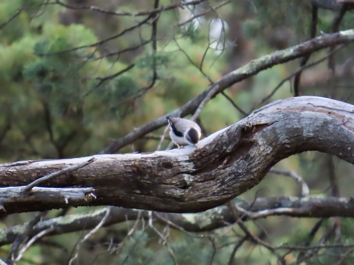 Varied Sittella - ML645556457