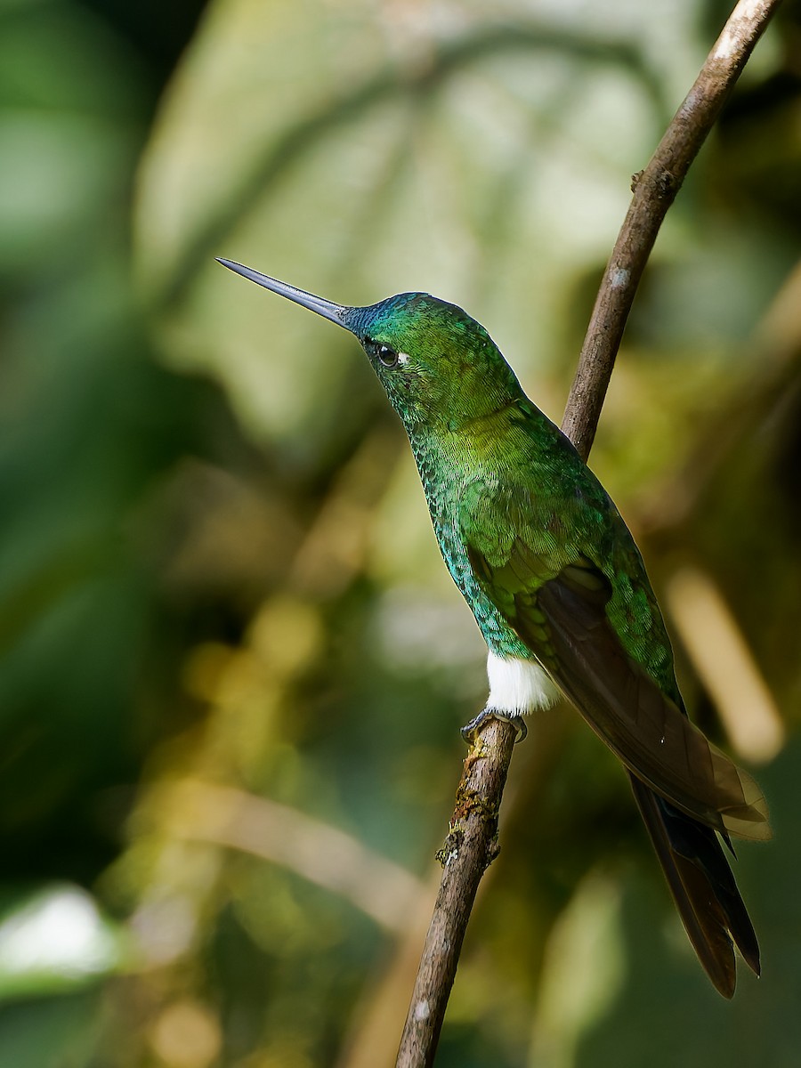 Sapphire-vented Puffleg - ML645556458