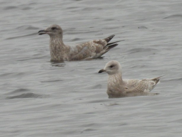 アイスランドカモメ - ML645556460