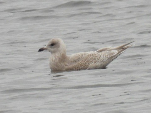 アイスランドカモメ - ML645556466