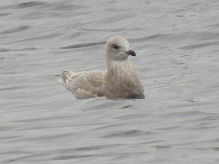 アイスランドカモメ - ML645556480