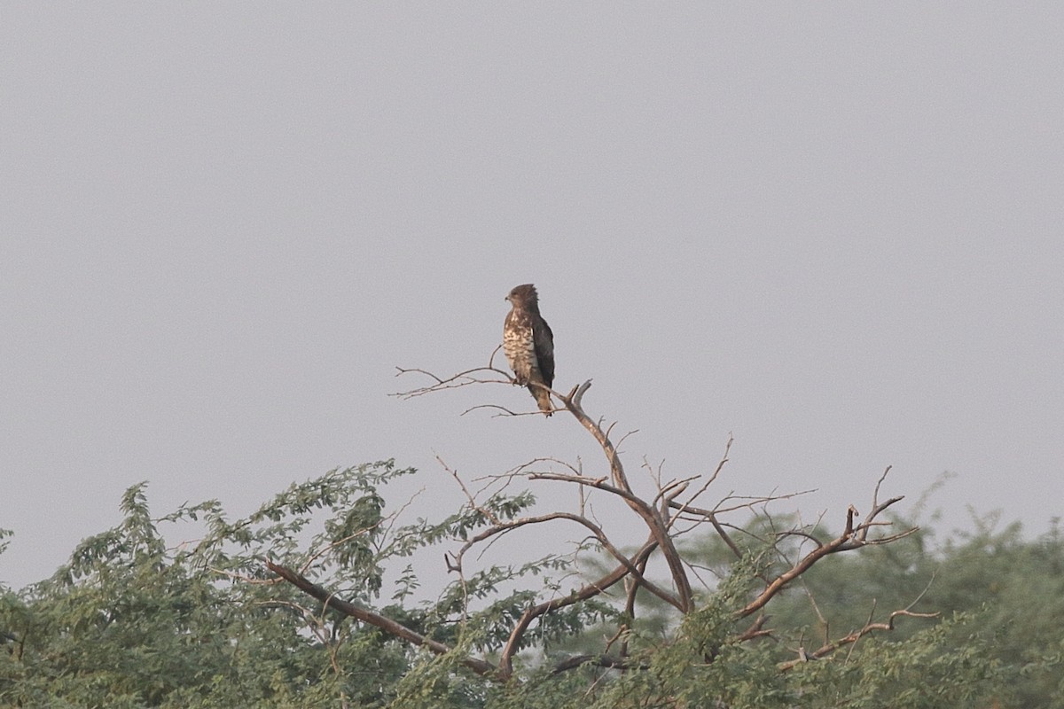 חיוויאי הנחשים - ML645556485
